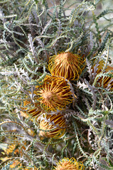 Gold flowers and serrated foliage of the Western Australian native Golden Dryandra, Banksia nobilis, family Proteaceae. Endemic to southwest Western Australia. Used in cut flower industry