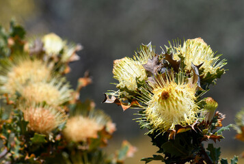 Yellow flowers of the Western Australian native Urchin Dryandra, Banksia undata, formerly Dryandra praemorsa, family Proteaceae. Endemic to open forest of south west Western Australia