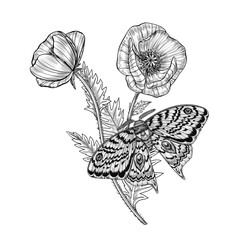 Moth sitting on blooming poppy flowers with detailed petals and leaves. Liner ink botanical illustration on white background. Perfect for botanical prints, tattoo design, packaging, invitations.