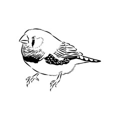 Amadina bird, vector sketch