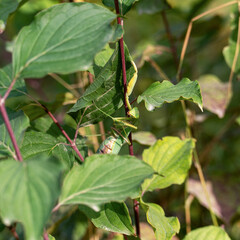 A close-up shot of a green tree mantis perfectly camouflaged among the vibrant green leaves and reddish stems of a plant, square photo.