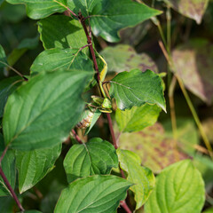 A close-up shot of a green tree mantis perfectly camouflaged among the vibrant green leaves and reddish stems of a plant, square photo.