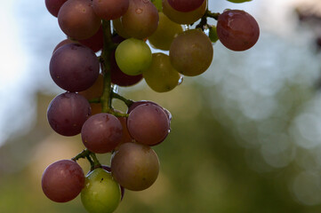 reife rote Weintrauben an einer Rebe