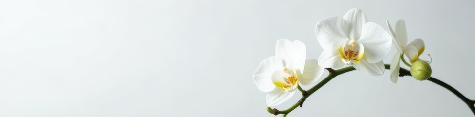 Fototapeta premium Pure white phalaenopsis orchid, isolated Perfect bloom , macro, tropical flower
