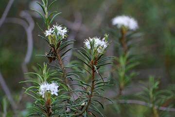 Blooming plant Marsh Labrador Tea or Wild Rosemary (Rhododendron tomentosum, formerly Ledum palustre) growing in forest. It is a poisonous plant. 