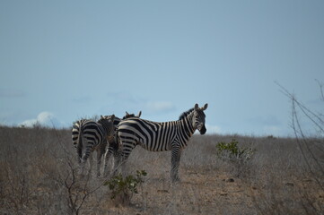 Naklejka premium Africa,Kenya,Parco dello Tsavo est