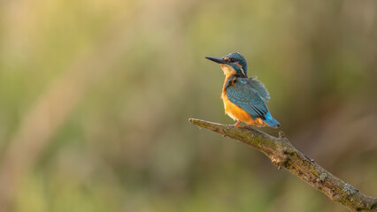 Eisvogel bei der morgendlichen Futtersuche