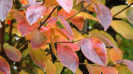 colorful autumn leaves