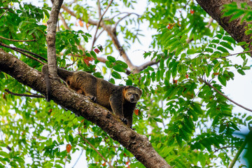 Bärenkuskus (Ailurops ursinus), Kletterbeutler schaut von einem Urwaldbaum herab
