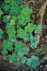 Closeup on a green foliage of a wood sorrel, Oxalis species in North California
