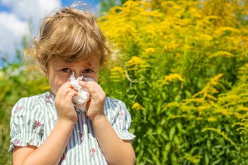 Ragweed blooms and ragweed allergies. Selective focus. © yanadjan