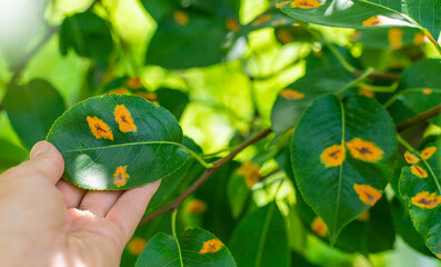 Disease on pear tree leaves in the garden. Selective focus.