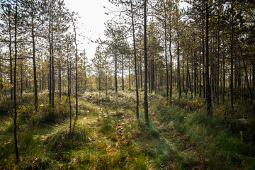 Autumn sunrise on a raised peat bog. Morning in a swampy pine forest with sunlight and cobweb on the grass, above view. Swamp in fall season