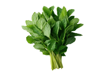 Fresh green mint leaves bunch for culinary and herbal applications on transparent background