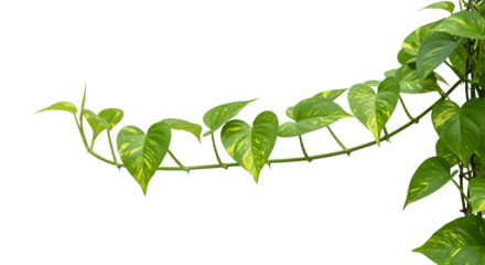 Heart-shaped leaves vine of devil’s ivy, golden pothos isolated on white background, clipping path included, tropical plant, indoor greenery, houseplant decoration, botanical illustration, nature conc