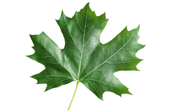 Closeup of a vibrant green maple leaf showcasing its intricate veins and unique shape on black backdrop on transparent background