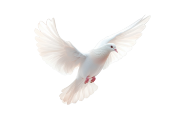 Graceful white dove in flight against a black backdrop showcasing purity and freedom in its movement on transparent background