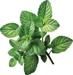Fresh mint sprigs for culinary and beverage uses