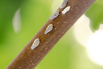 Metcalfa pruinosa planthoppers on tree branch, macro photo