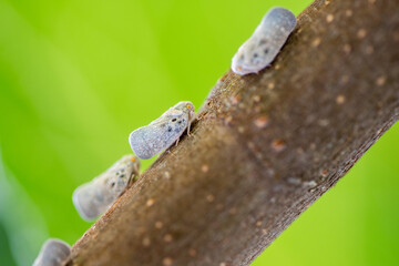Metcalfa pruinosa planthoppers on tree branch, macro photo