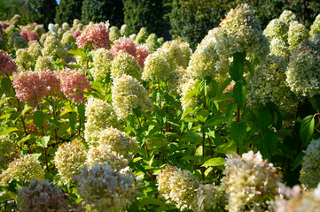 Blooming hydrangeas in the botanical garden