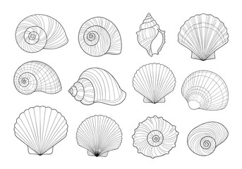 Collection of marine seashells and their intricate spiral designs.