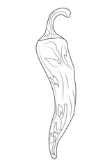 A handdrawn illustration of a chili pepper