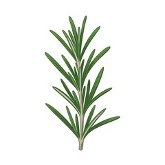 Fototapeta premium Fresh green rosemary sprig isolated detailed close-up herb culinary ingredient aroma plant