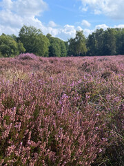 Fototapeta premium Blooming Heather Field Under Blue Sky