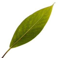 Lone vibrant green willow leaf showing delicate veins detailed texture isolated