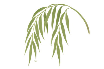 Fototapeta premium Cascading tropical palm leaf frond with green foliage illustrating nature design element, transparent background
