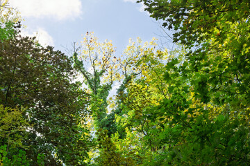 Fototapeta premium green leaves and sun
