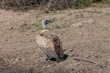 South Africa, Kruger National Park, White-backed Vulture (Gyps africanus)