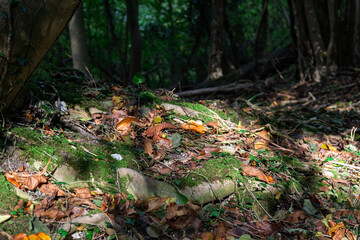 autumn in the forest