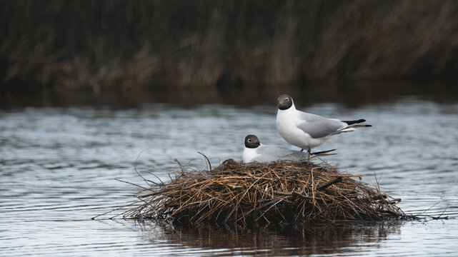 A Black-Headed Gull Couple (Chroicocephalus ridibundus) - Powered by Adobe