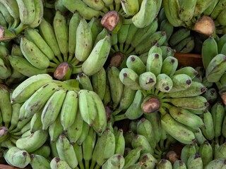Overhead view of many hands of unripe, green bananas piled together. The bananas are short and plump, with thick, mottled green skins and brown stems or ends, completely filling the frame.