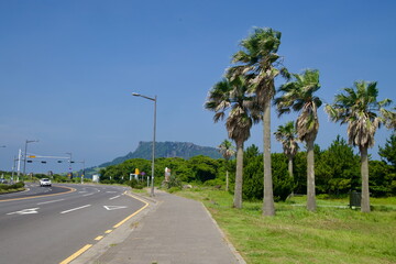 Palm‑Lined Avenue to Seongsan