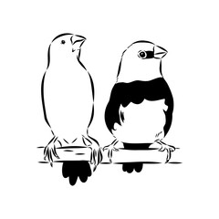 Amadina bird, vector sketch
