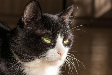 Portrait of a Black and White Cat