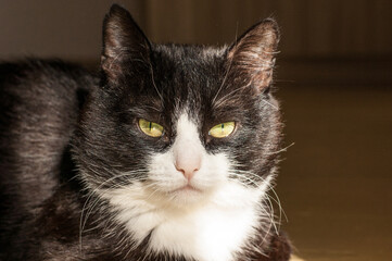 Portrait of a Black and White Cat