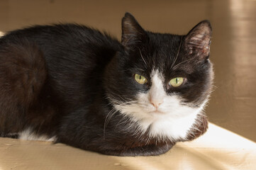 Portrait of a Black and White Cat
