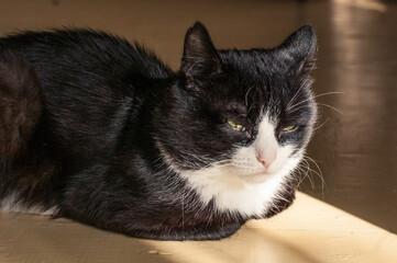Portrait of a Black and White Cat