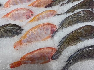 Fresh tilapia, including regular varieties, neatly arranged in rows on a bed of crushed ice.