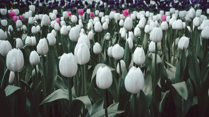 A vast field of white tulips in a spring garden, with hints of pink and purple adding subtle color....
