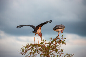 South Africa, Kruger National Park, Marabou Stork (Leptoptilos crumenifer)