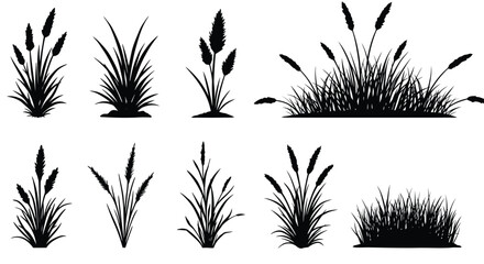 Black and white illustration of various types of wetland grasses and reeds