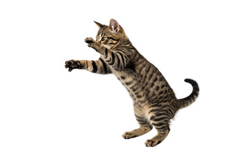 A young tabby cat mid-jump, paws reaching forward as if playing with an invisible toy