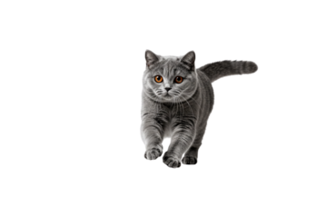 A British Shorthair cat sprinting directly toward the camera, motion blur on paws and background minimal, realistic fur detail, strong lighting contrast, white background, no shadow, full-body sharpne