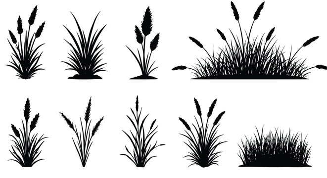 Black and white illustration of various types of wetland grasses and reeds