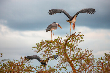 South Africa, Kruger National Park, Marabou Stork (Leptoptilos crumenifer)